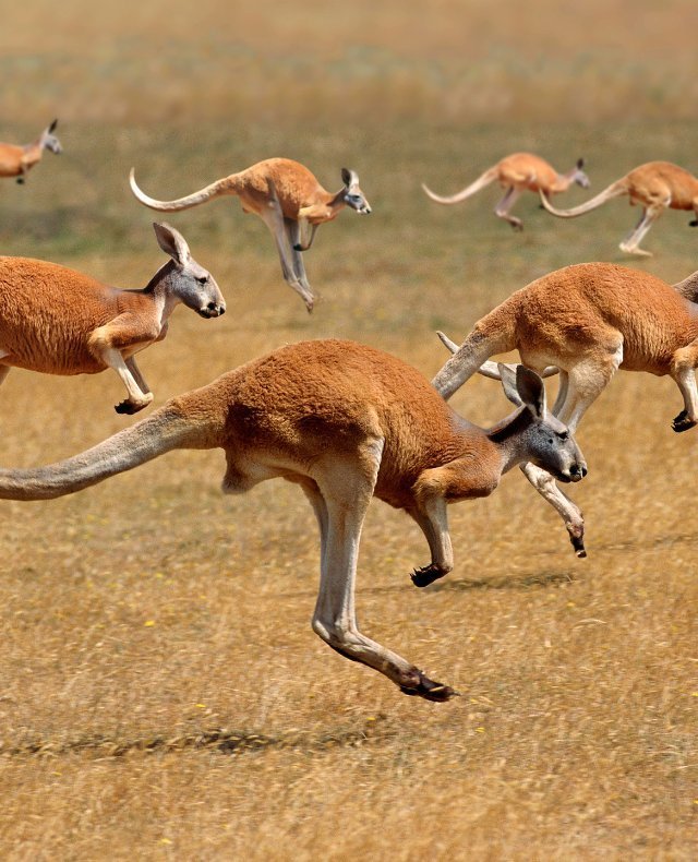 Světová výzva - Austrálie a Oceánie